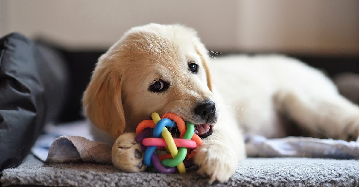 puppy toys